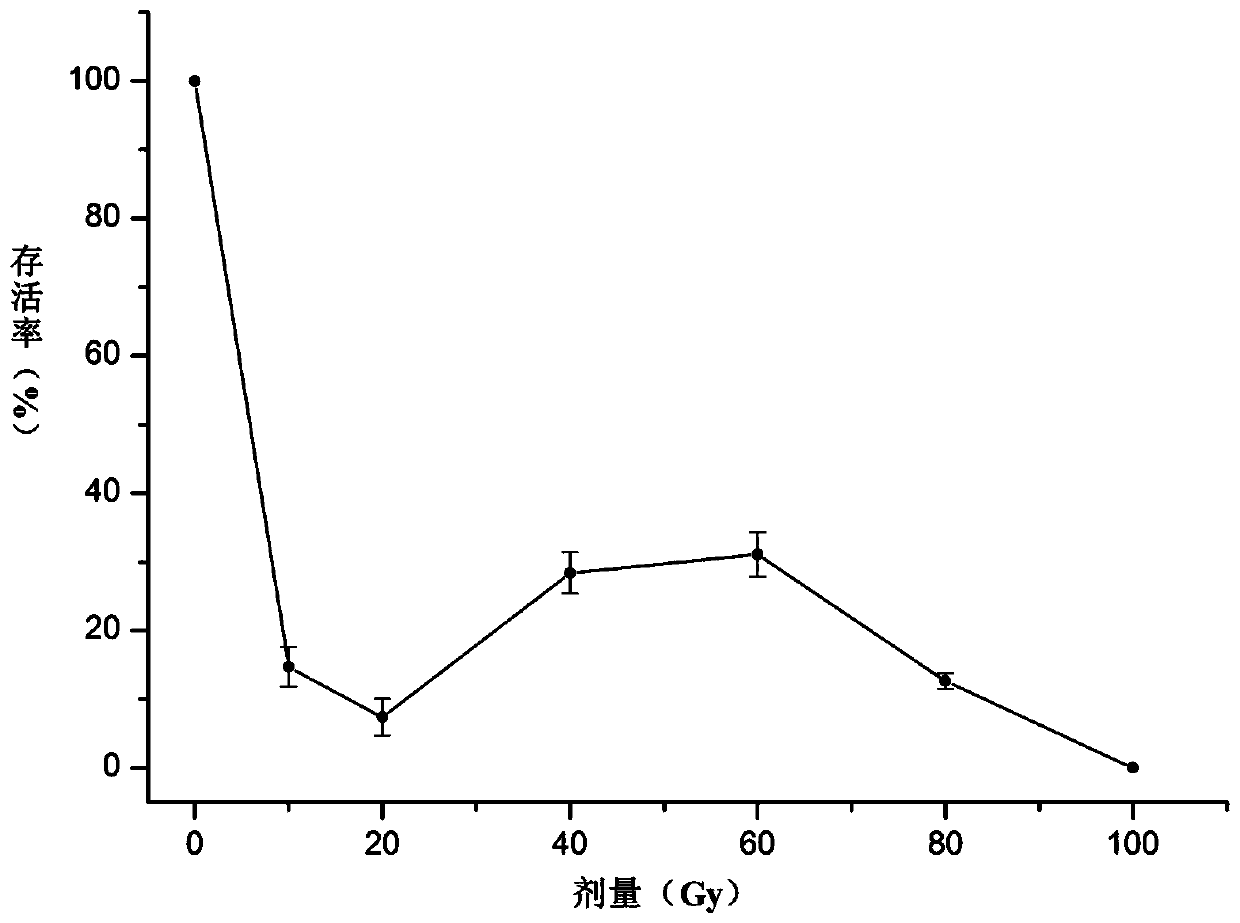 Method for obtaining high-polysaccharide and high-yield dendrobium officinale kimura ex migo through ion beam mutagenesis and application