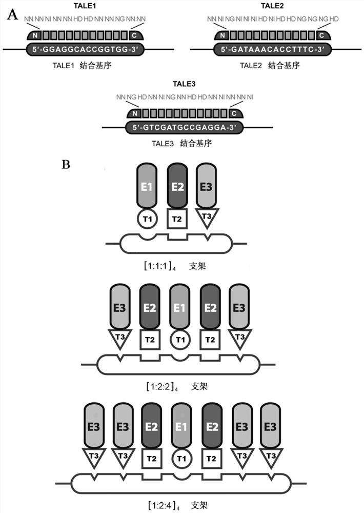 A kind of intracellular scaffold, the plasmid constructed by it and the application of plasmid