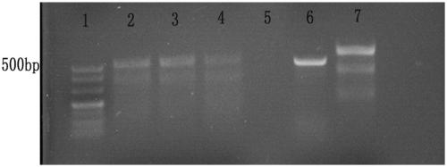 CRISPR/Cas9 system mediated method for goat KRTAP13-1 gene knockout