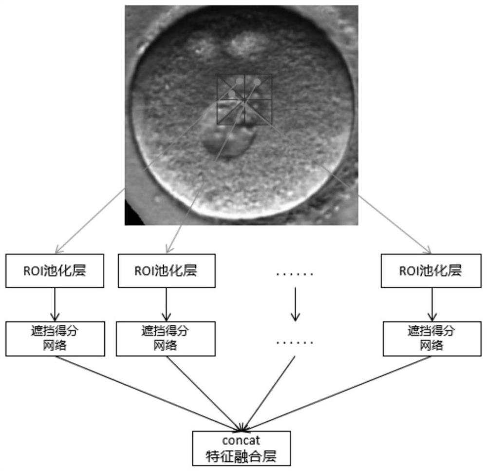 Occluded embryo pronucleus and cleavage ball detection method based on attention mechanism