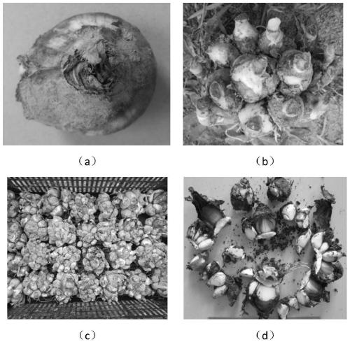 Improved method for lateral bulb propagation of narcissus
