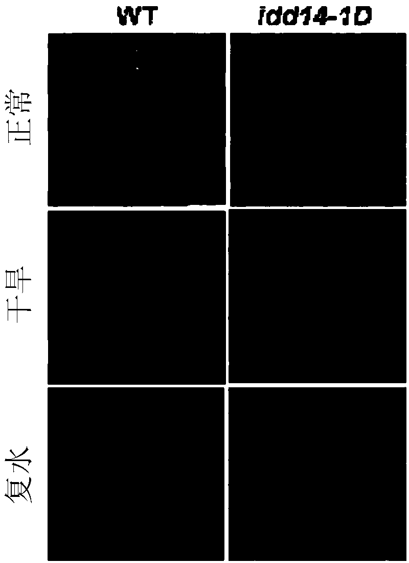 Application of arabidopsis IDD14 gene in improving drought stress resistance of plants