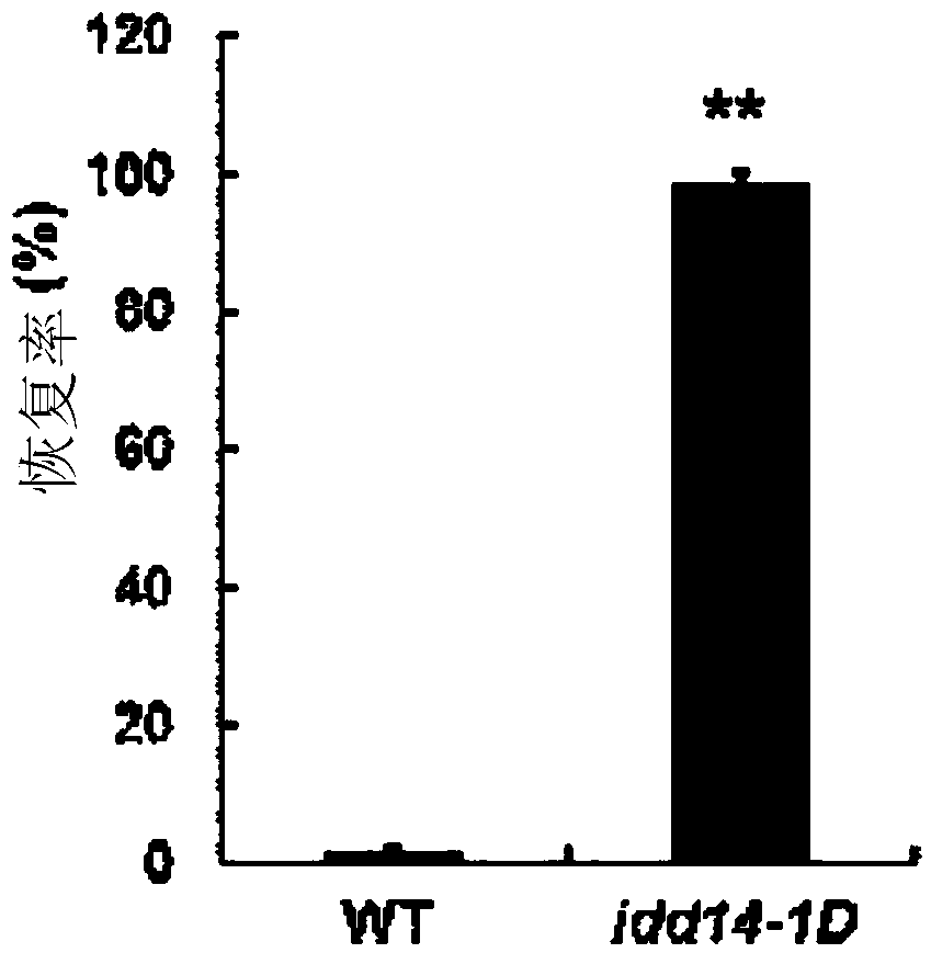 Application of arabidopsis IDD14 gene in improving drought stress resistance of plants