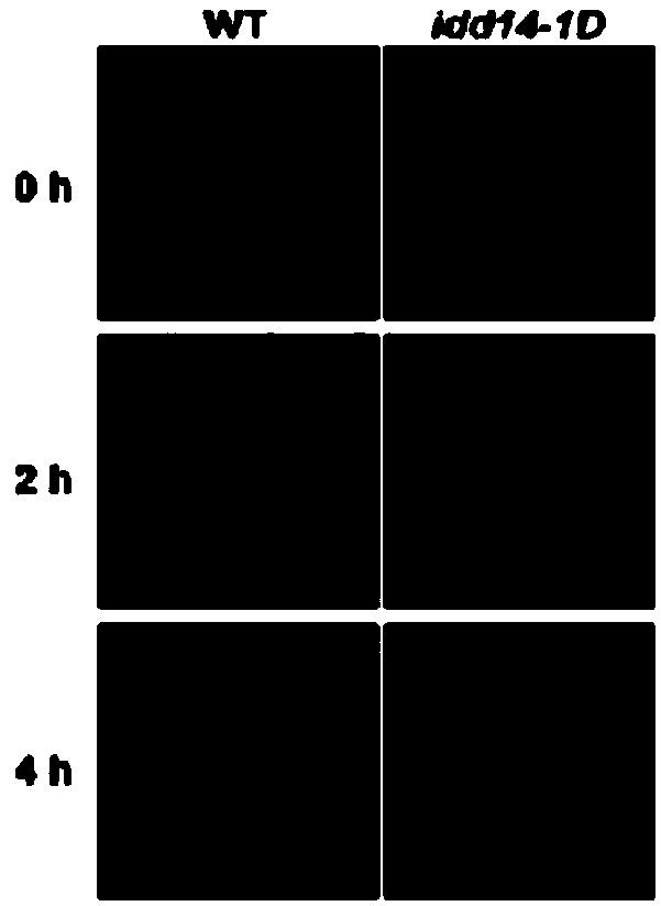 Application of arabidopsis IDD14 gene in improving drought stress resistance of plants