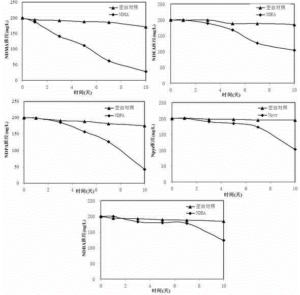 A strain of Rhodococcus spp. and its screening method and application