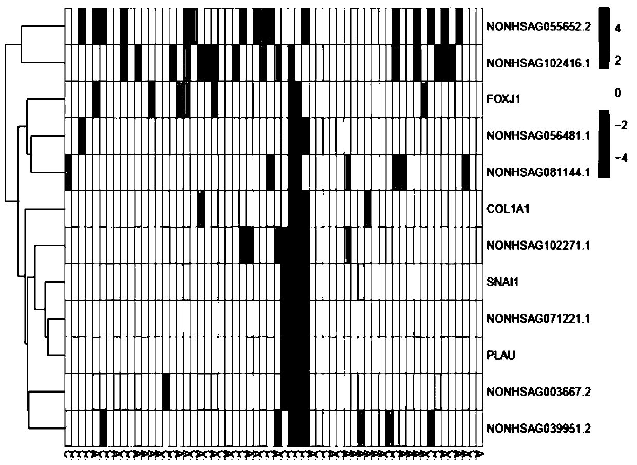 Application of long-chain non-coding RNA NONHSAG039951.2 as diagnostic marker for osteoporosis