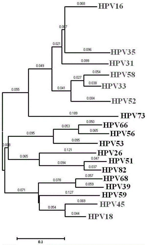 Method, oligonucleotide and kit for detecting high-risk HPV (human papilloma viruses)