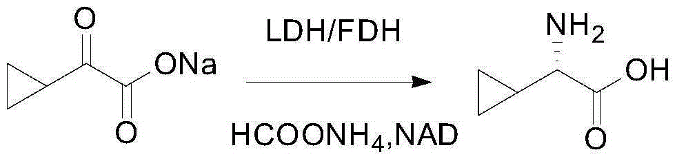 Synthetic method of l-cyclic alkyl amino acid and pharmaceutical composition having same