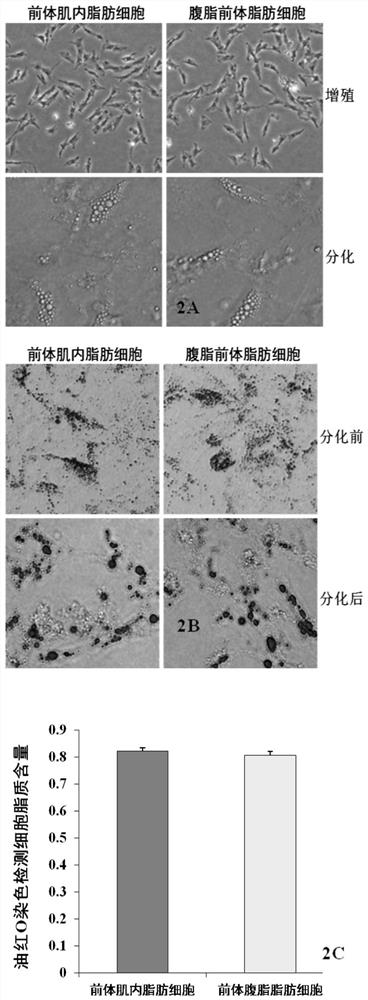 Isolation and purification of high-purity chicken precursor intramuscular adipocytes and method for constructing a co-culture system with muscle satellite cells