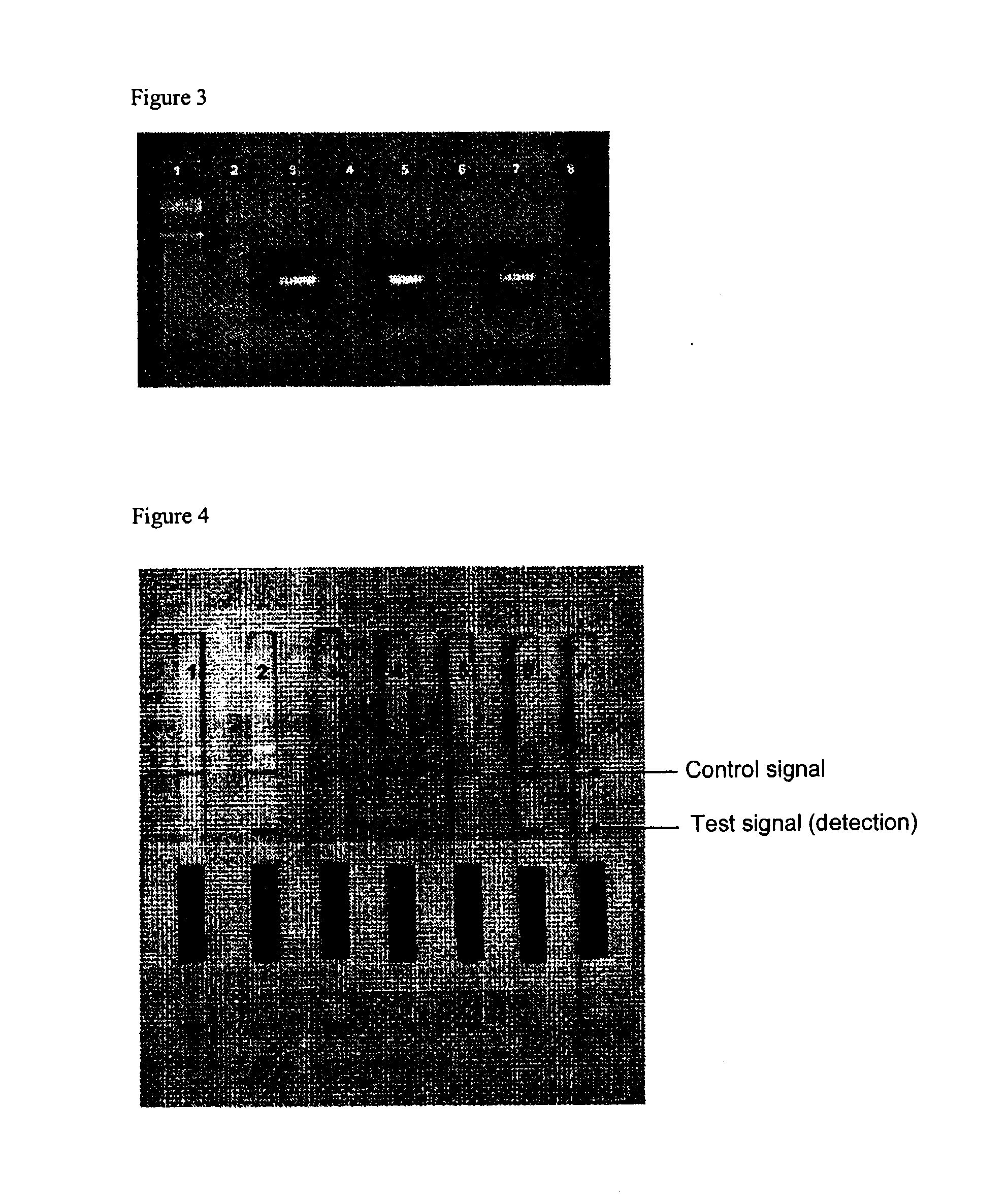Method and rapid test for the detection of specific nucleic acid sequences