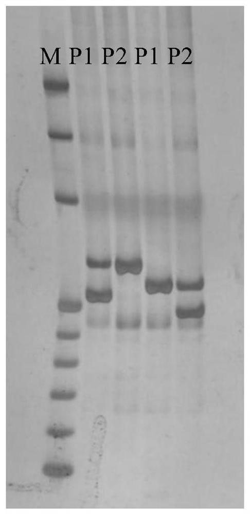 Two SNP markers closely linked to cucumber powdery mildew resistance and their application