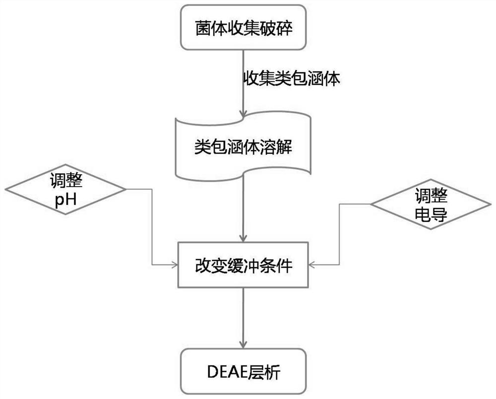 A kind of preparation method, purification method and use of peg-modified recombinant humanized urate oxidase