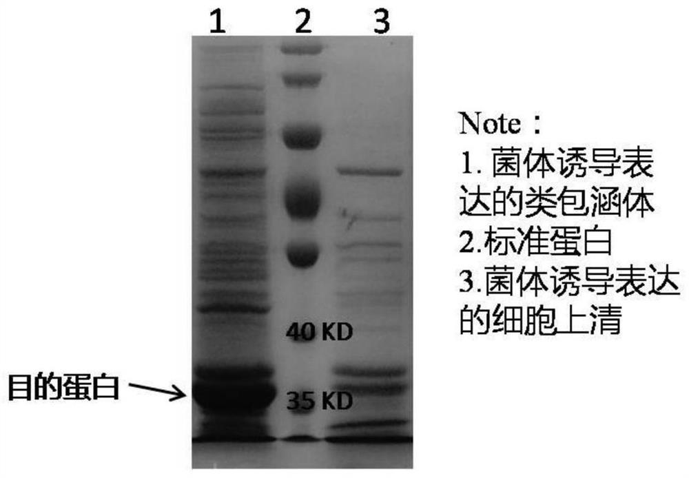 A kind of preparation method, purification method and use of peg-modified recombinant humanized urate oxidase