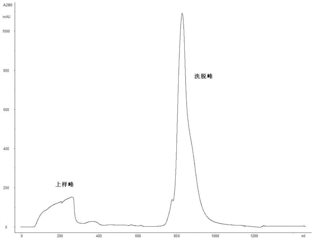 A kind of preparation method, purification method and use of peg-modified recombinant humanized urate oxidase