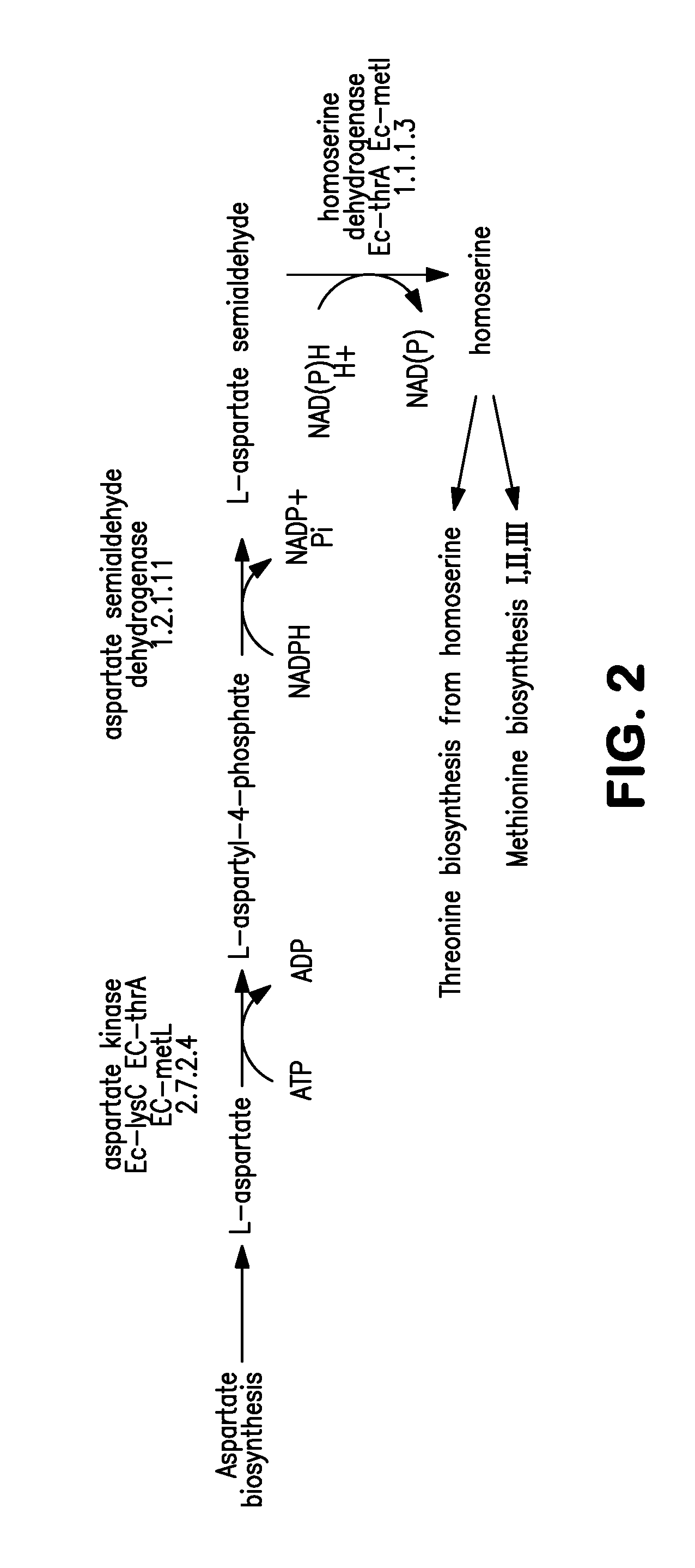 Microorganisms for the production of 1,4-butanediol, 4-hydroxybutanal, 4-hydroxybutyryl-coa, putrescine and related compounds, and methods related thereto