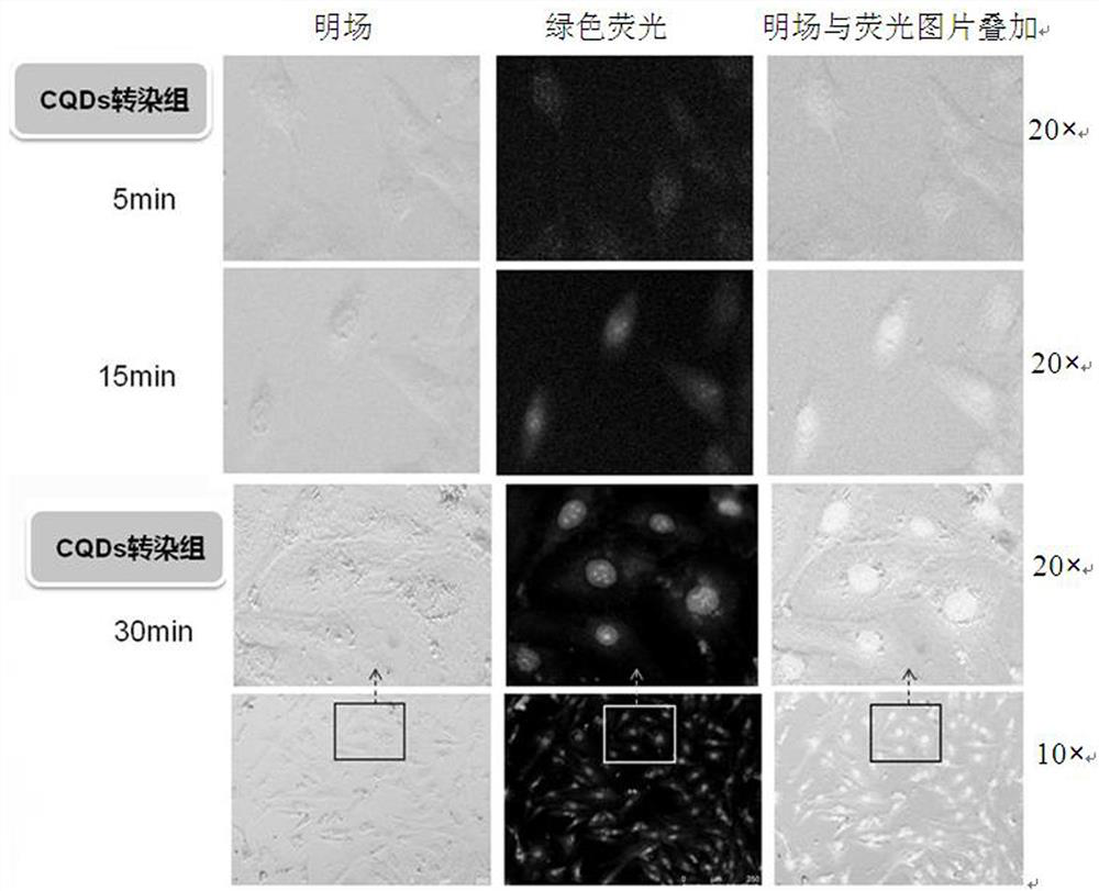 Application of nitrogen-doped carbon quantum dot delivery system in cartilage tissue