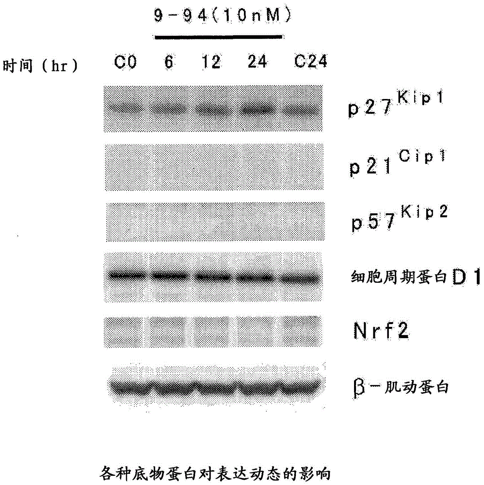 Heterocyclic compound and p27Kip1 degradation inhibitor