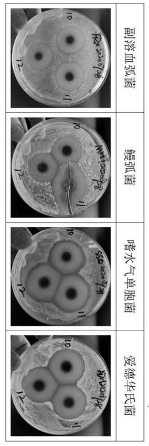 Synthetic process of mixed double-chain quaternary ammonium salt complex iodine for aquaculture