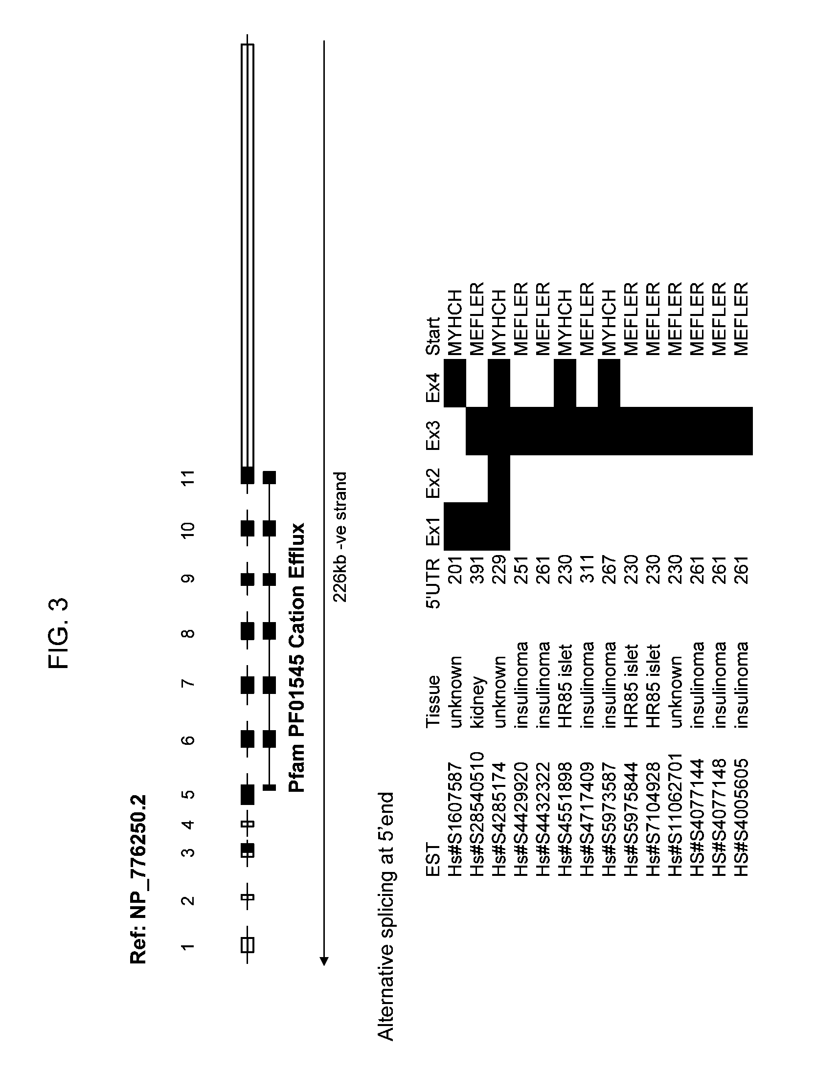 Diagnostic and therapeutic target for autoimmune diseases and uses thereof