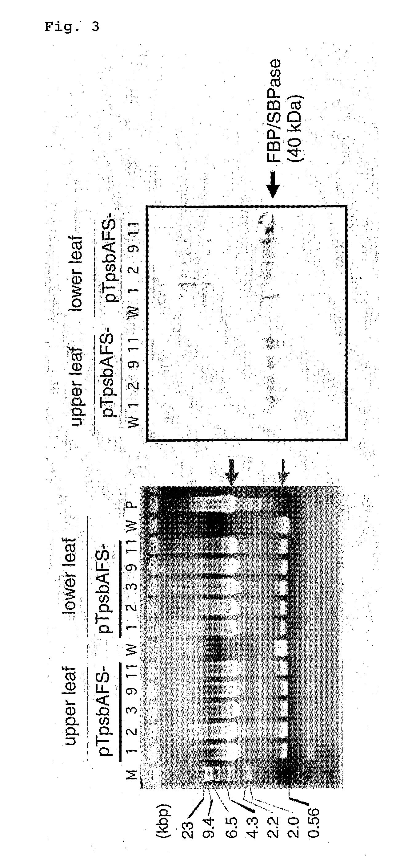 Method For Improving Productivity of Plant By Chloroplast Technology