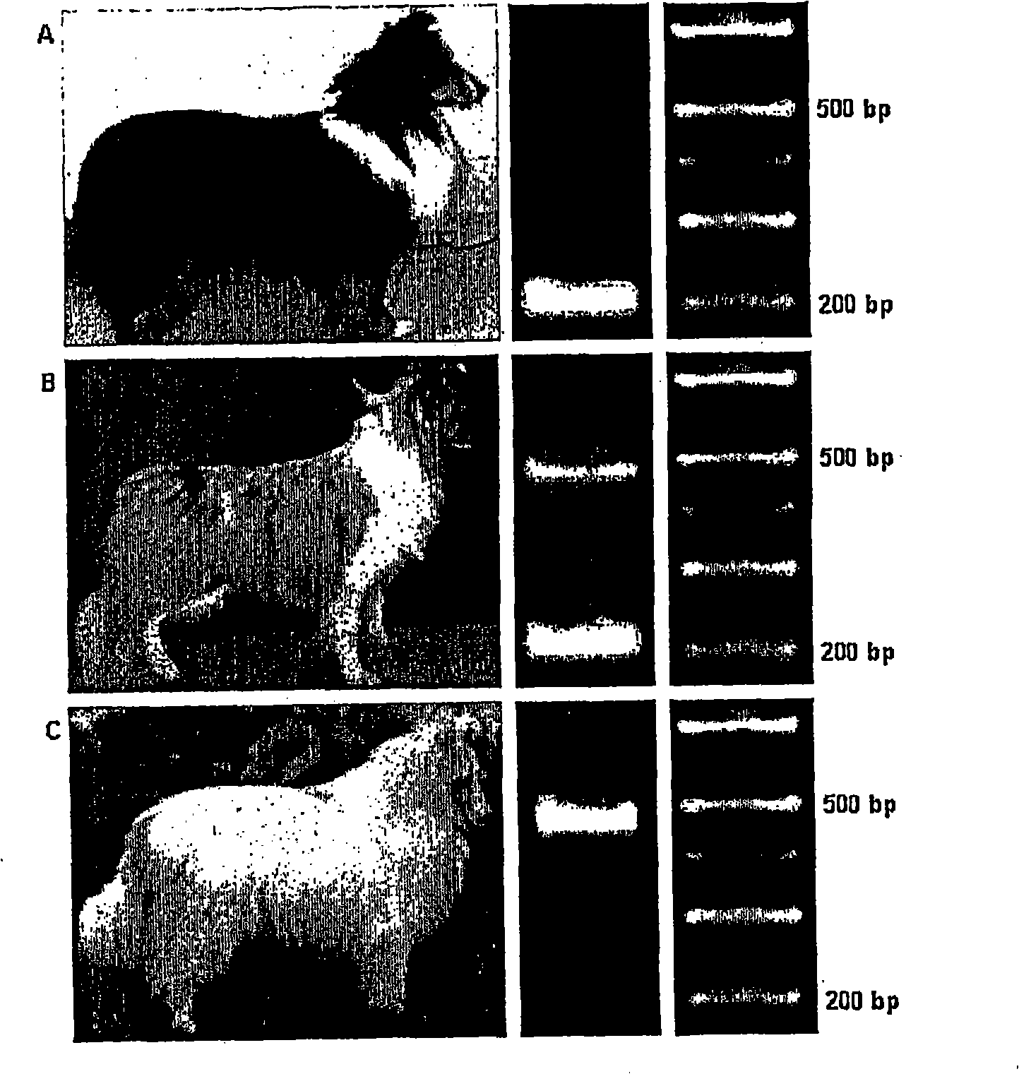 Methods for identification of merle gene