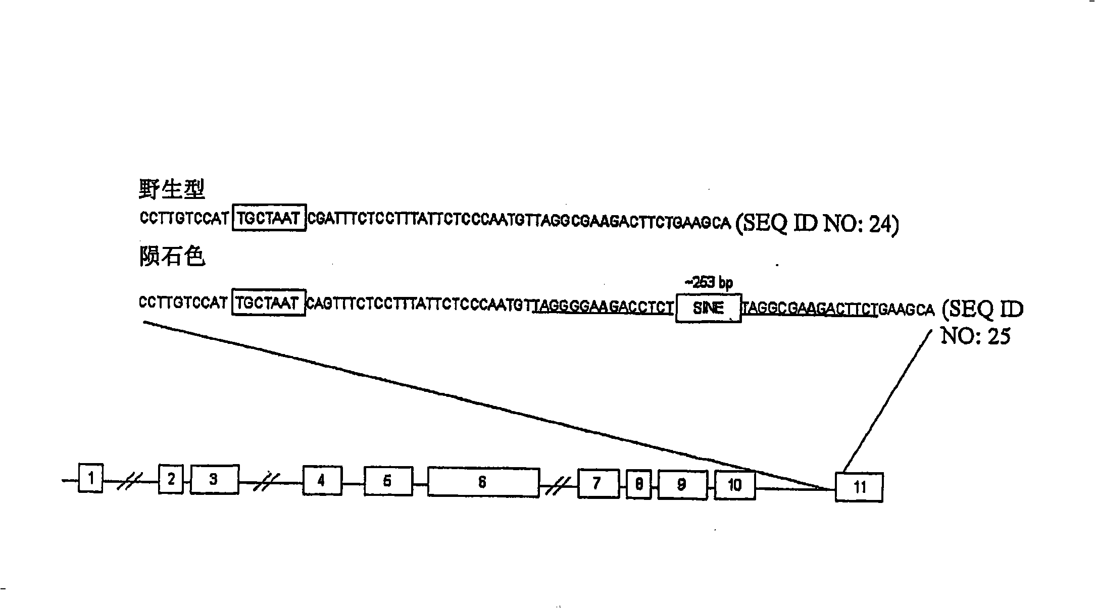 Methods for identification of merle gene