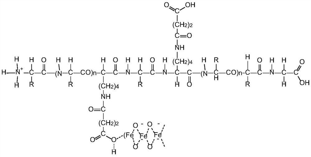 A kind of preparation method of iron protein succinate