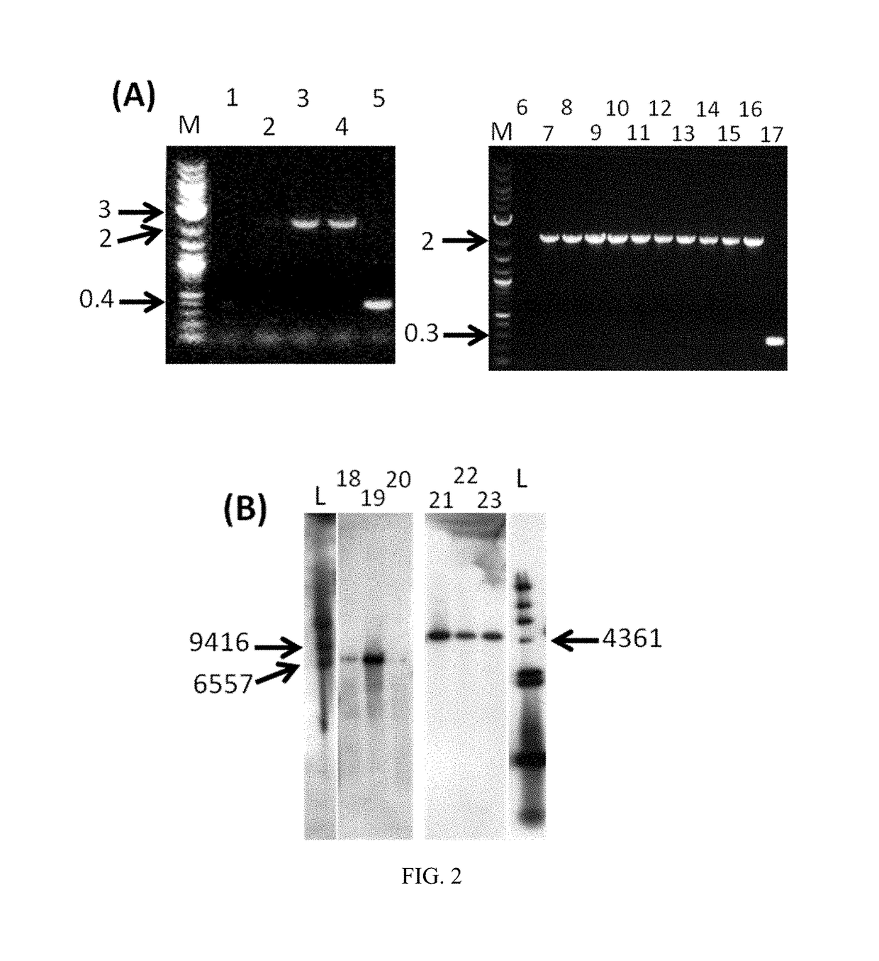 Microorganism with modified aldehyde:ferredoxin oxidoreductase activity and related methods