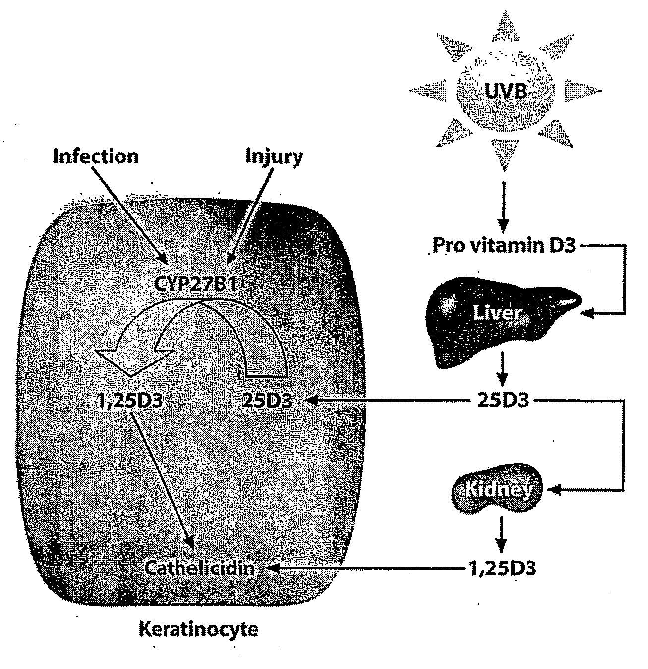 Pharmaceutical composition comprising vitamin d analogue and cosolvent-surfactant mixture