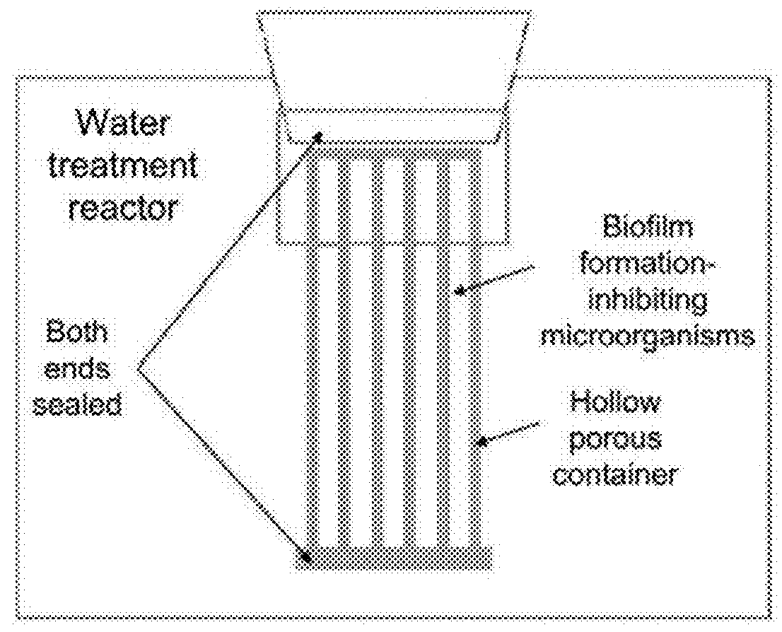 Container with biofilm formation-inhibiting microorganisms immobilized therein and membrane water treatment apparatus using the same