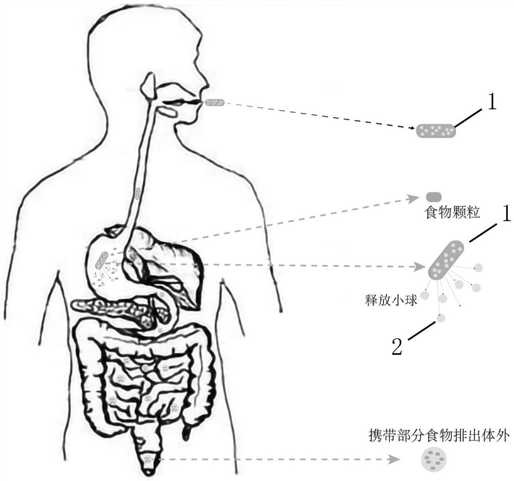 Capsule for reducing food absorption amount