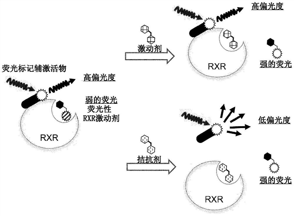 Fluorescent retinoid x receptor binding molecules and uses thereof