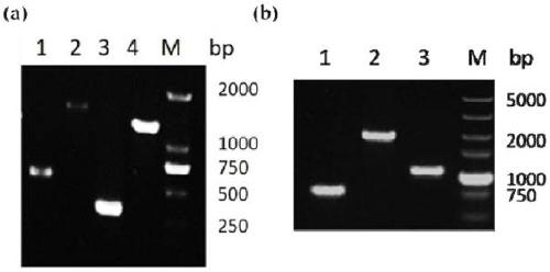 Method for improving extracellular secretion level of recombinant protein of Escherichia coli