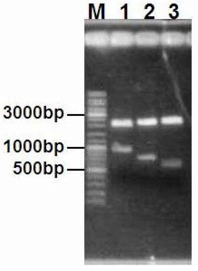 Acarbose engineering bacterium as well as preparation method and application thereof