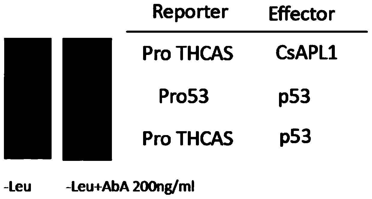 Transcription factor CsAPL1 separated from cannabis glandular hair and application of transcription factor CsAPL1