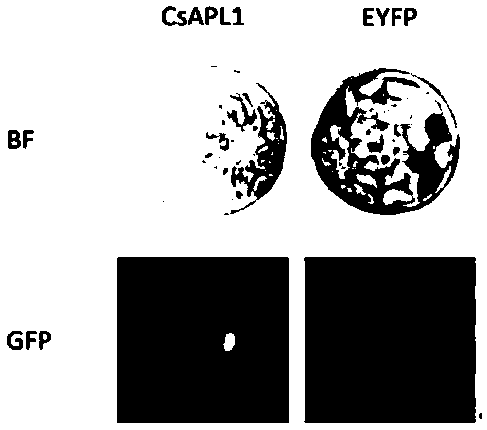 Transcription factor CsAPL1 separated from cannabis glandular hair and application of transcription factor CsAPL1