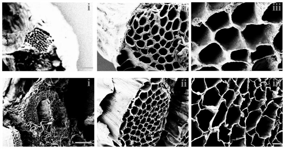 Tissue engineering liver based on plant acellular scaffold and preparation method