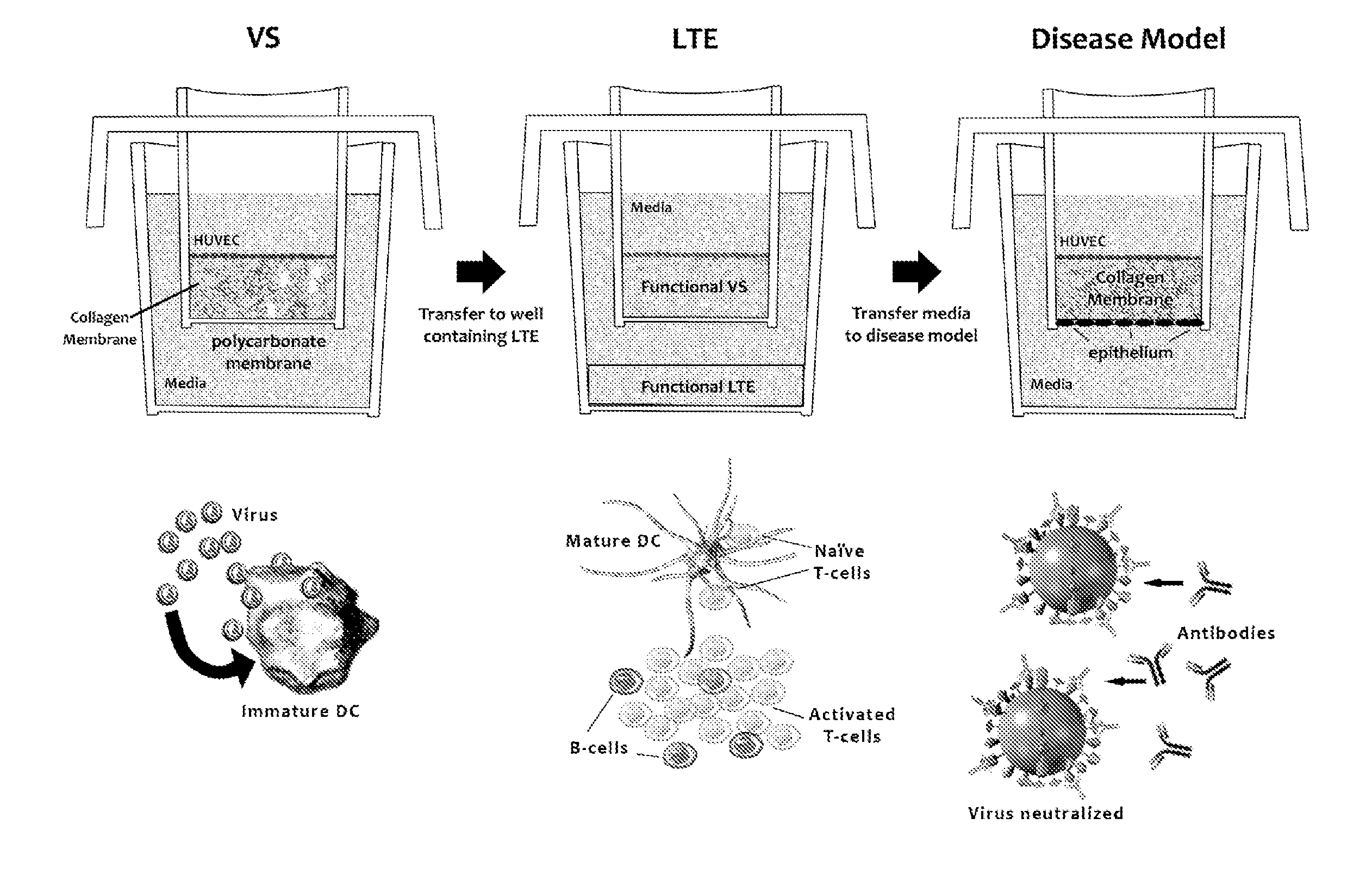 Methods of evaluating a test agent in a diseased cell model