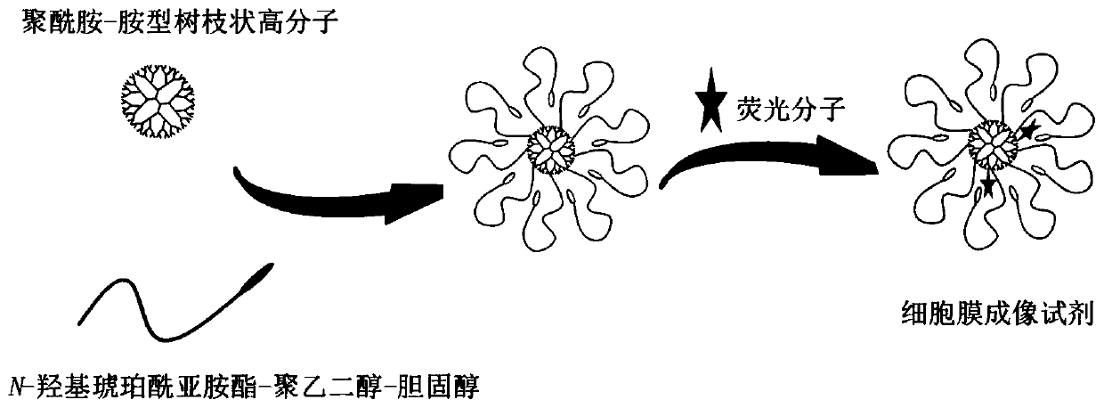 Long-time multicolor fluorescence imaging reagent for cell membranes, and preparation method and purpose thereof