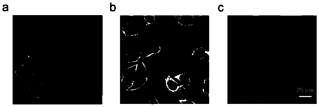 Long-time multicolor fluorescence imaging reagent for cell membranes, and preparation method and purpose thereof