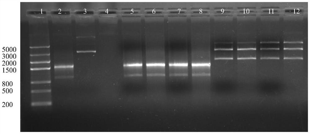 A radiation biological dosimeter, preparation method and application