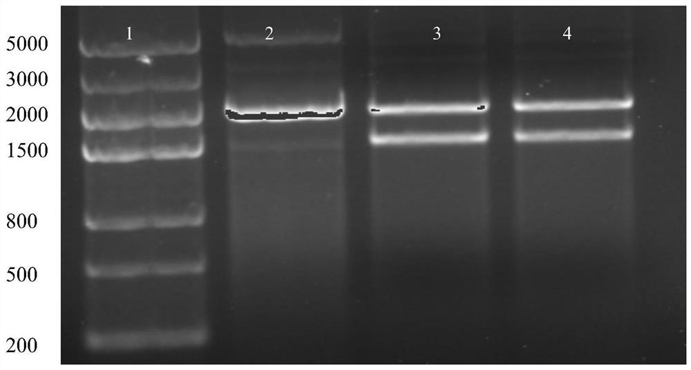 A radiation biological dosimeter, preparation method and application