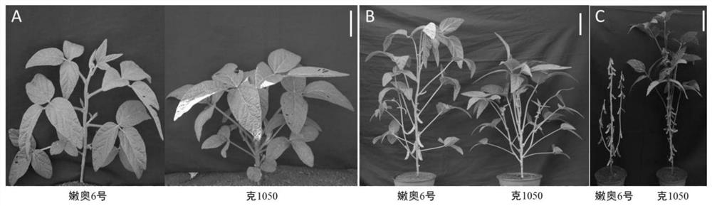 Soybean cleistogamous flower molecular marker and application thereof