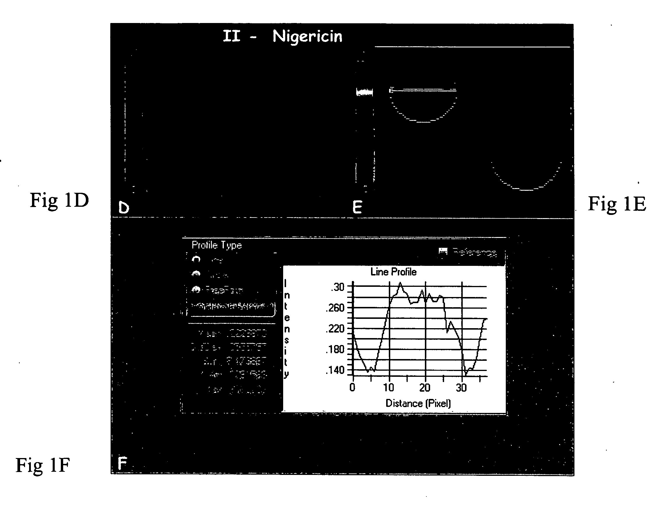 Method and system for measuring membrane potential based on fluorescence polarization