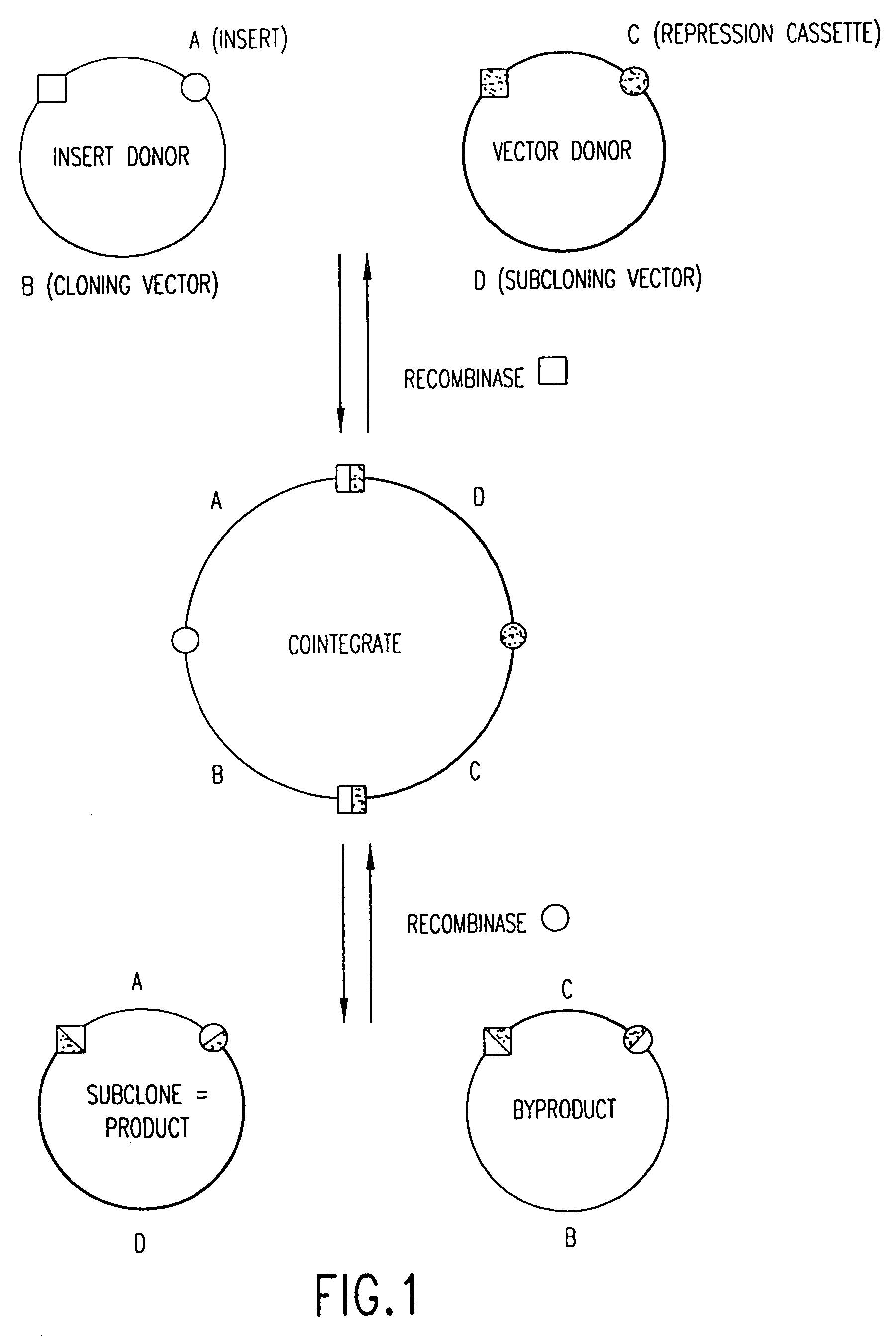 Use of multiple recombination sites with unique specificity in recombinational cloning