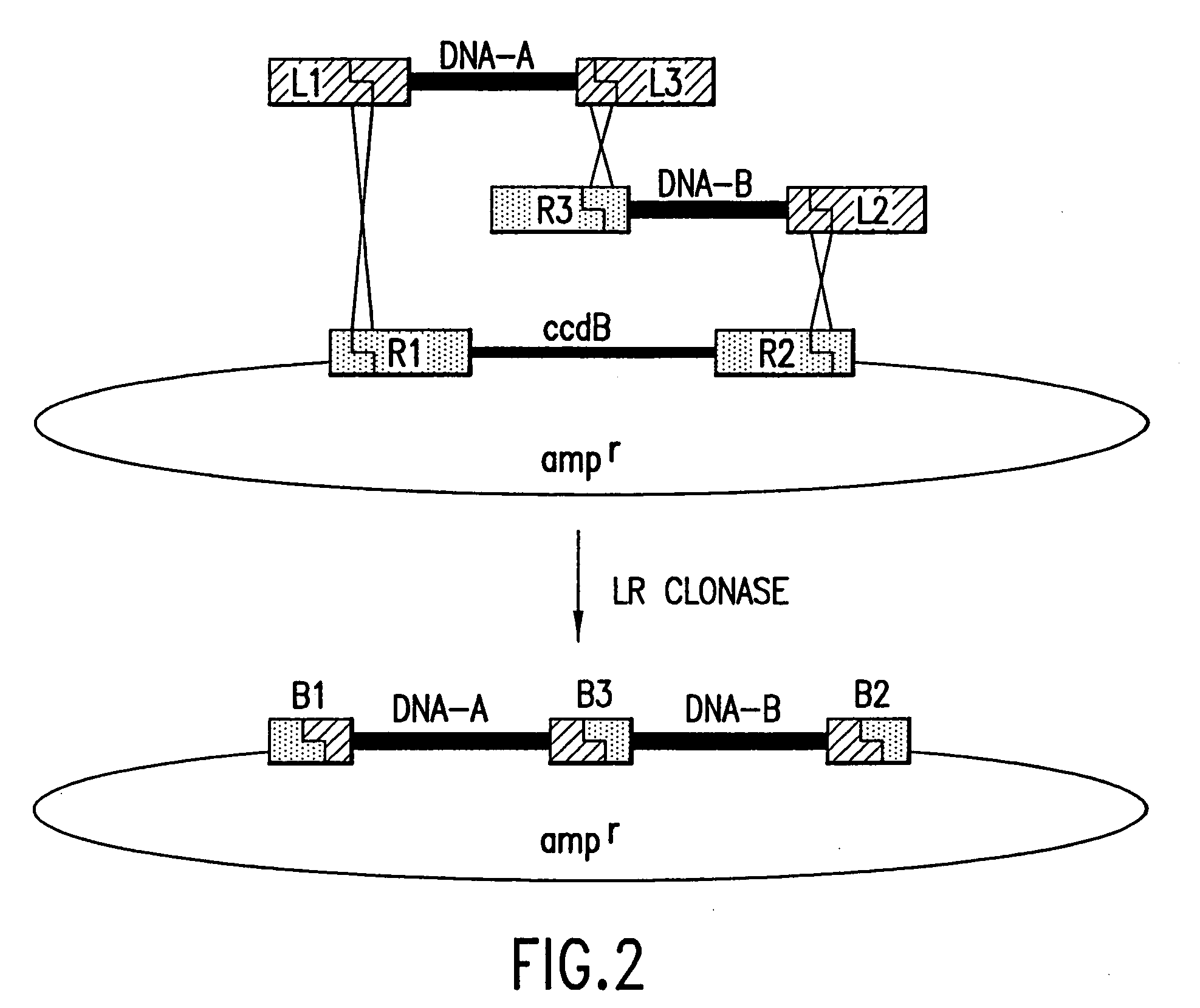 Use of multiple recombination sites with unique specificity in recombinational cloning