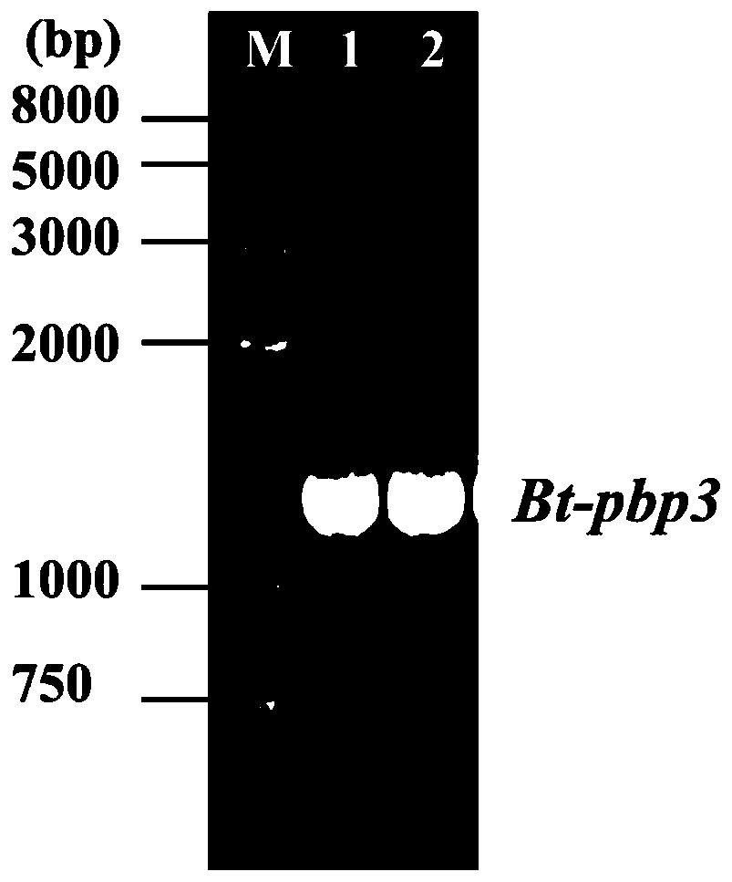 A kind of penicillin binding protein and its application