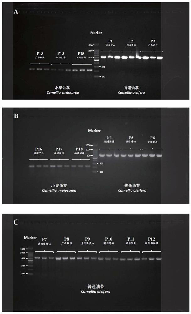 Molecular marker primer and method for identifying common camellia oleifera and small-fruit camellia oleifera