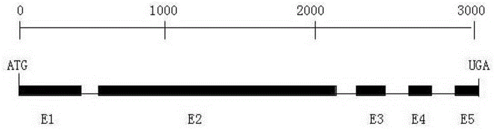 Cotton ghmate1 gene and its application in improving the color of cotton brown fiber