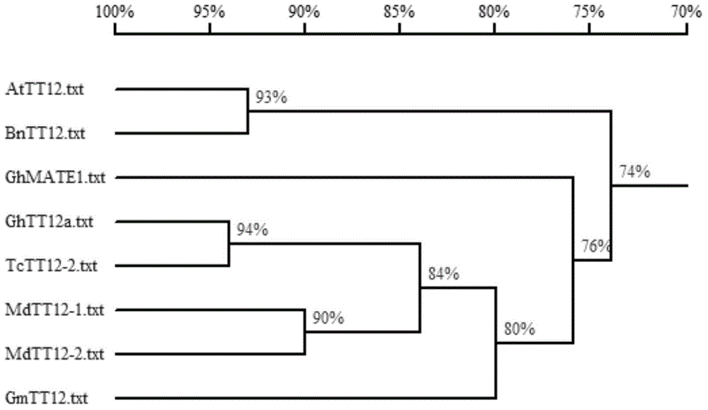 Cotton ghmate1 gene and its application in improving the color of cotton brown fiber